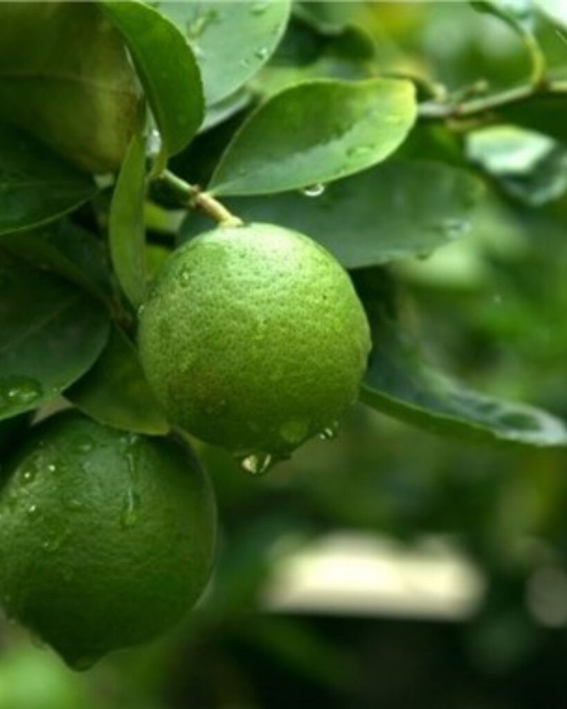 Plantación de limón persa con árboles jóvenes y tutores agrícolas de bambú bajo luz natural.