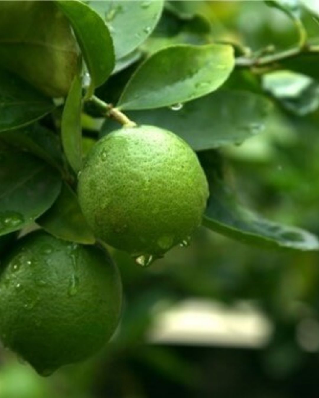 Plantación de limón persa con árboles jóvenes y tutores agrícolas de bambú bajo luz natural.