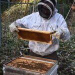 Beekeeper_with_moveable_comb_hive