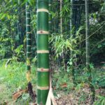 imágenes Anrave (2)