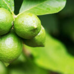 Bunch of fresh green lemons